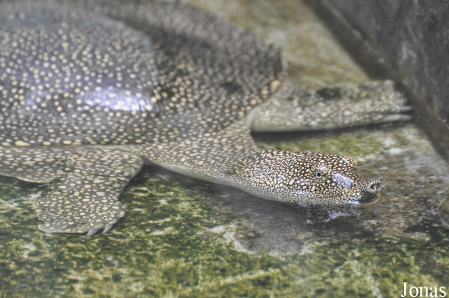Kumasi Zoo