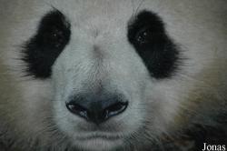 Chengdu Research Base of Giant Panda Breeding