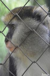 Kumasi Zoo