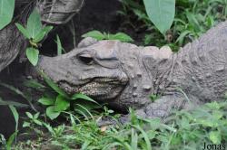 Kumasi Zoo