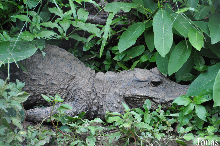 Kumasi Zoo