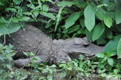 Kumasi Zoo