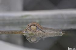 Kumasi Zoo