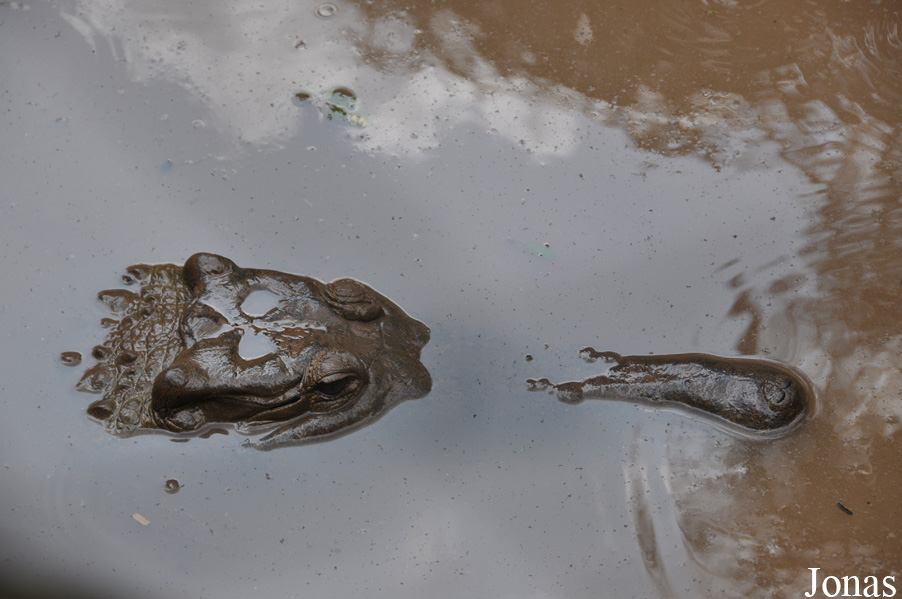 Kumasi Zoo