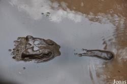 Kumasi Zoo