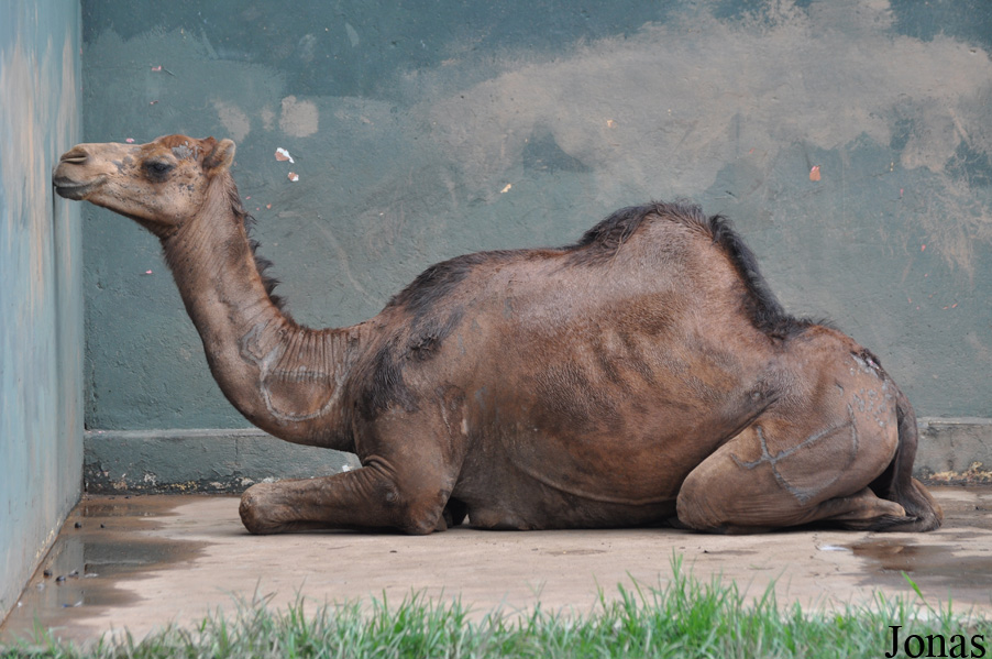 Kumasi Zoo