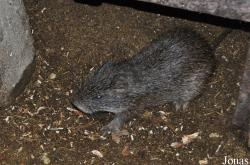 Thryonomys swinderianus