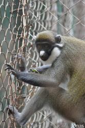 Endangered Primate Centre/Accra Zoo
