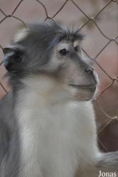 Endangered Primate Centre/Accra Zoo