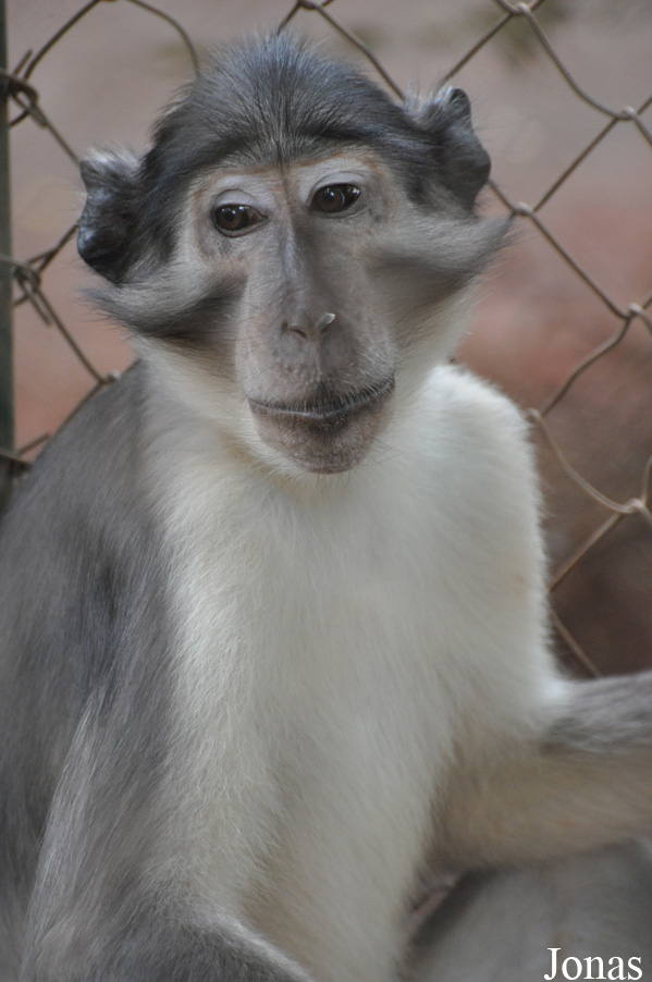 Endangered Primate Centre/Accra Zoo