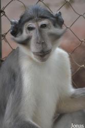 Endangered Primate Centre/Accra Zoo