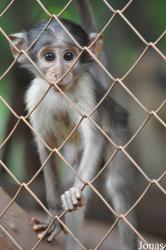 Endangered Primate Centre/Accra Zoo