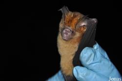 Hipposideros abae