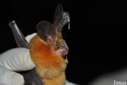 Nycteris sp.