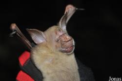 Macronycteris gigas