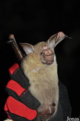 Forikrom