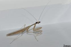 Mantidae non identifié