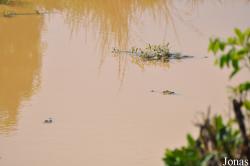 Mole National Park