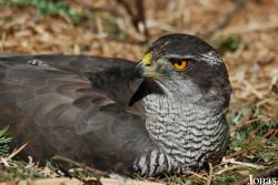 Accipiter gentilis