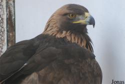 Accipitridae