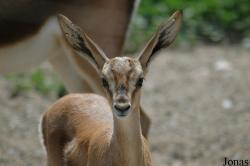 Bovidae