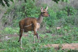 Mole National Park