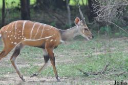 Mole National Park
