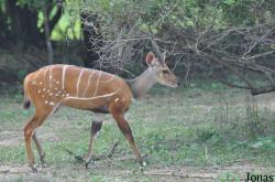 Mole National Park