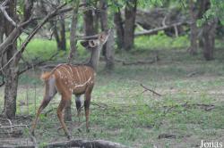 Mole National Park