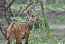 Mole National Park