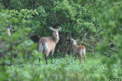 Mole National Park