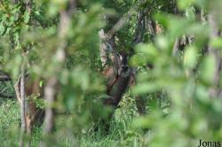 Mole National Park