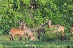 Mole National Park