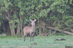 Mole National Park