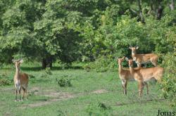 Mole National Park
