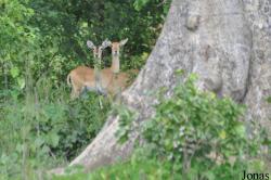 Mole National Park