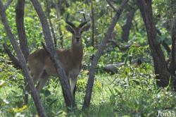 Mole National Park