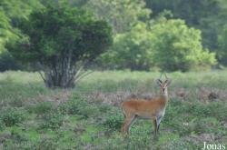 Mole National Park