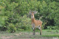 Mole National Park
