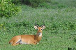 Mole National Park