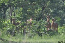 Mole National Park