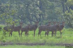 Mole National Park