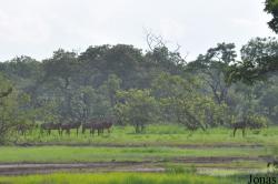Mole National Park