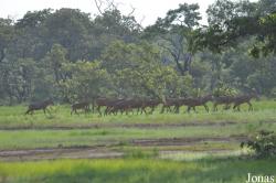 Mole National Park
