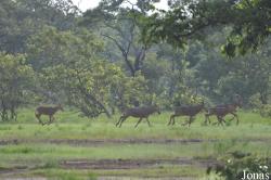 Mole National Park