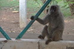 Mole National Park
