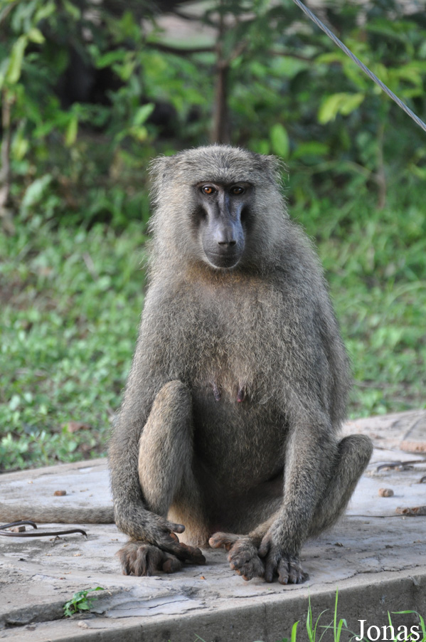 Mole National Park