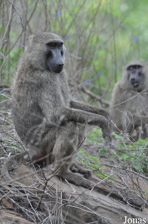 Mole National Park