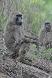Mole National Park