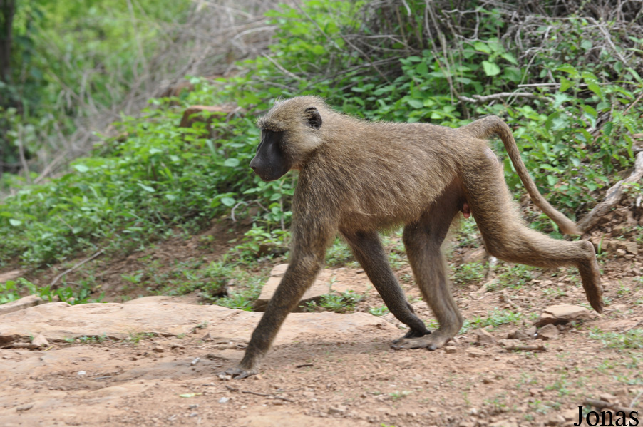 Mole National Park